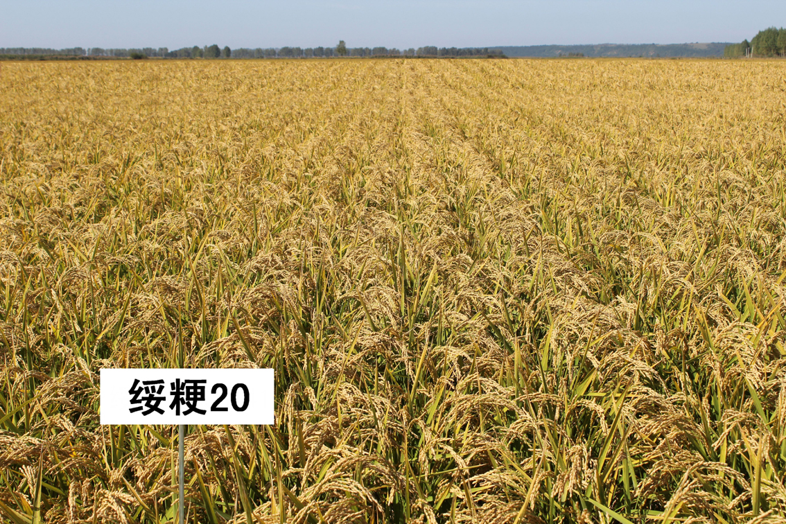 高产、抗倒、抗病糯稻新品种绥粳20