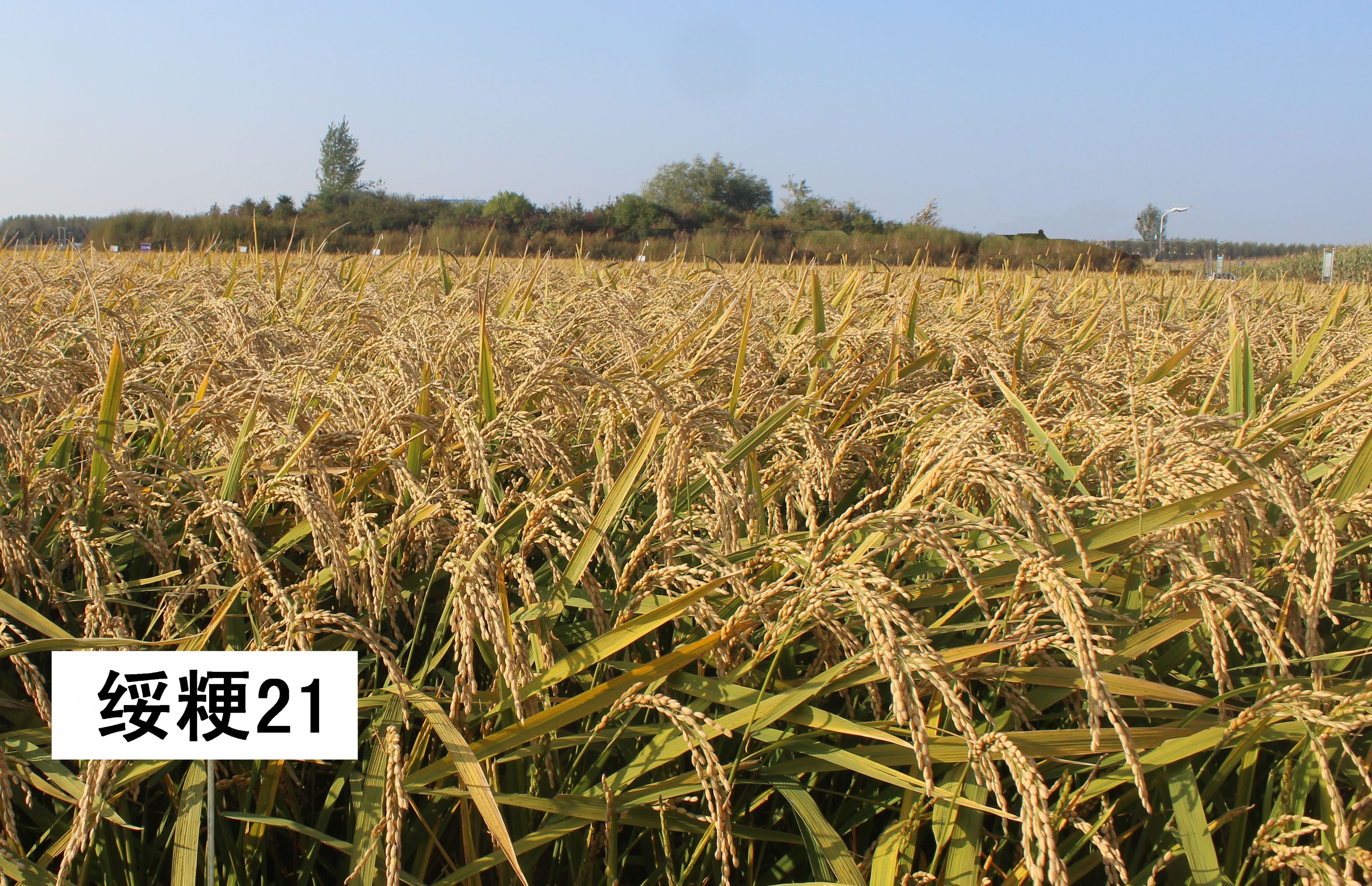 黑龙江省农业科学院绥化分院