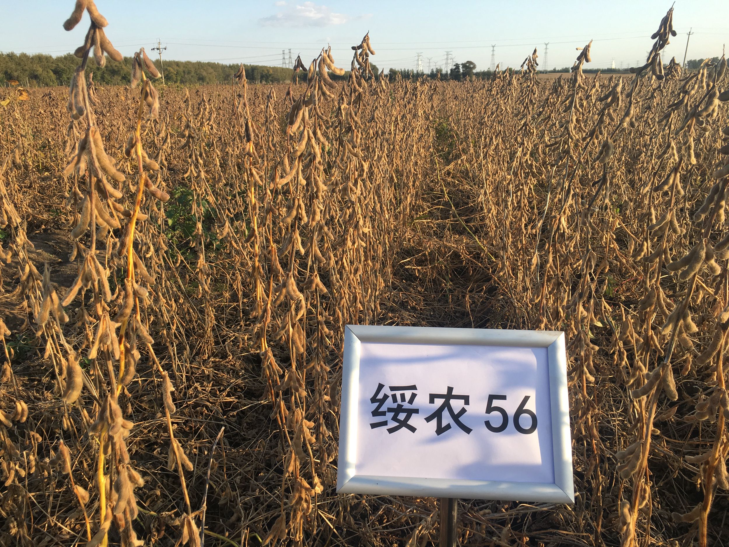 绥农53大豆种子简介图片