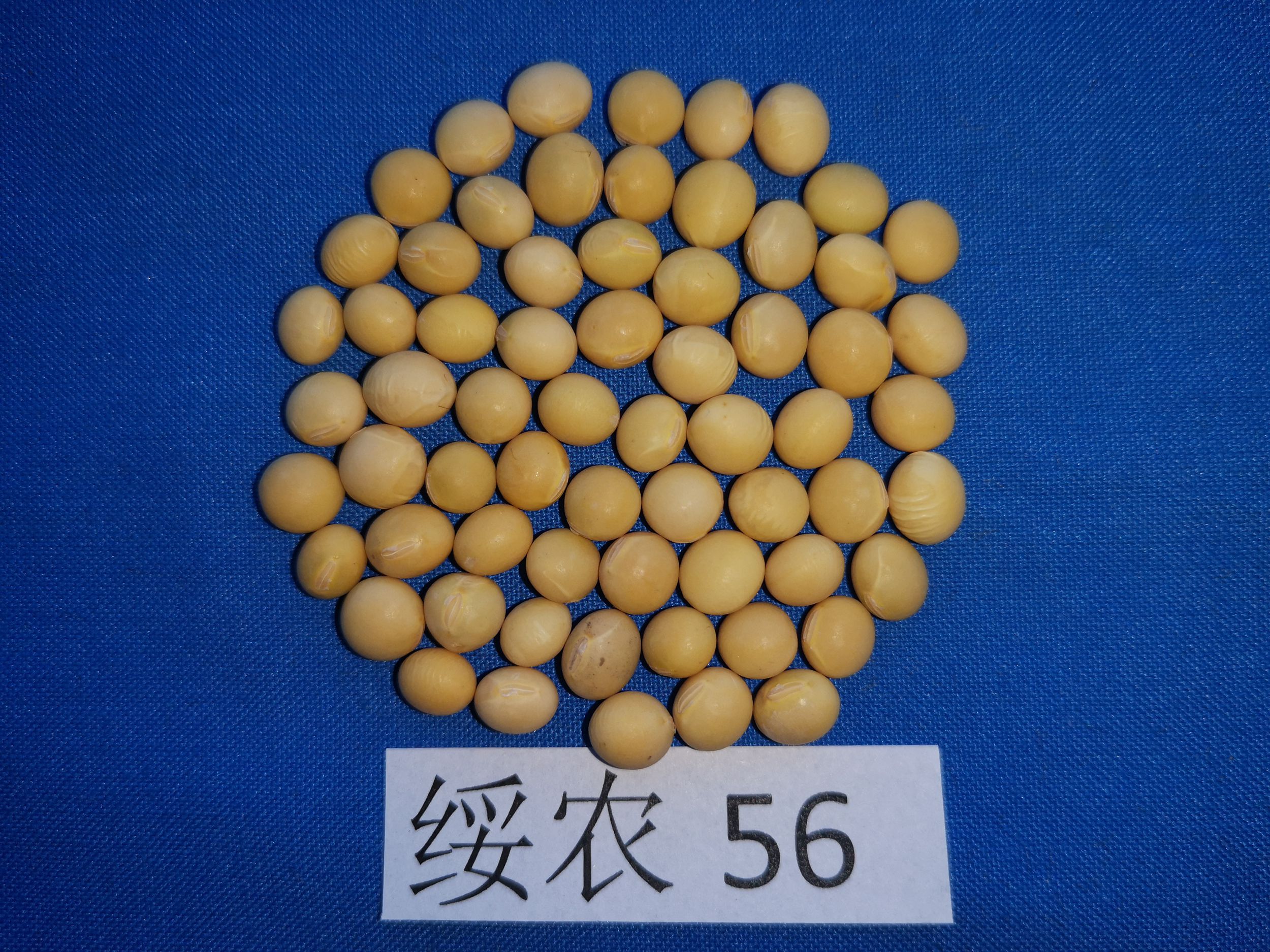 绥农53大豆种子简介图片