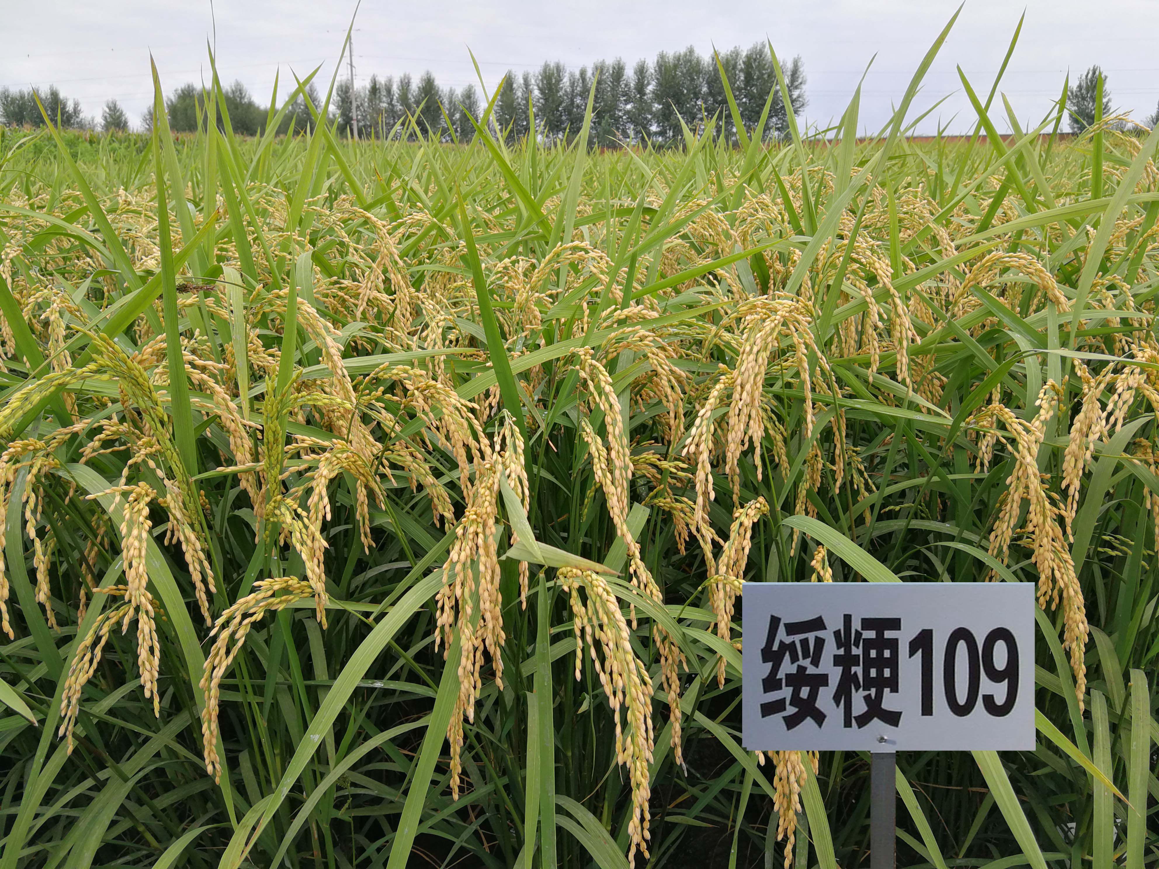 绥稻9水稻品种简介图片