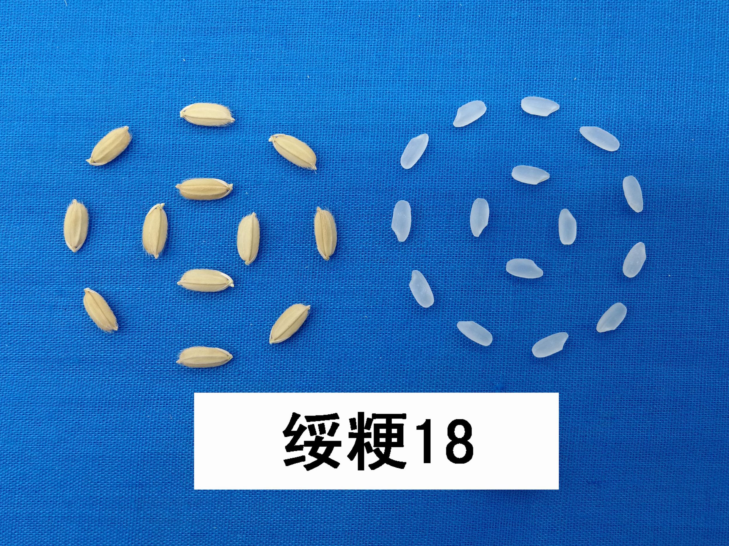 高产水稻前十名的品种深两优534(国家一级香稻品种)_植物百科_百科信息网