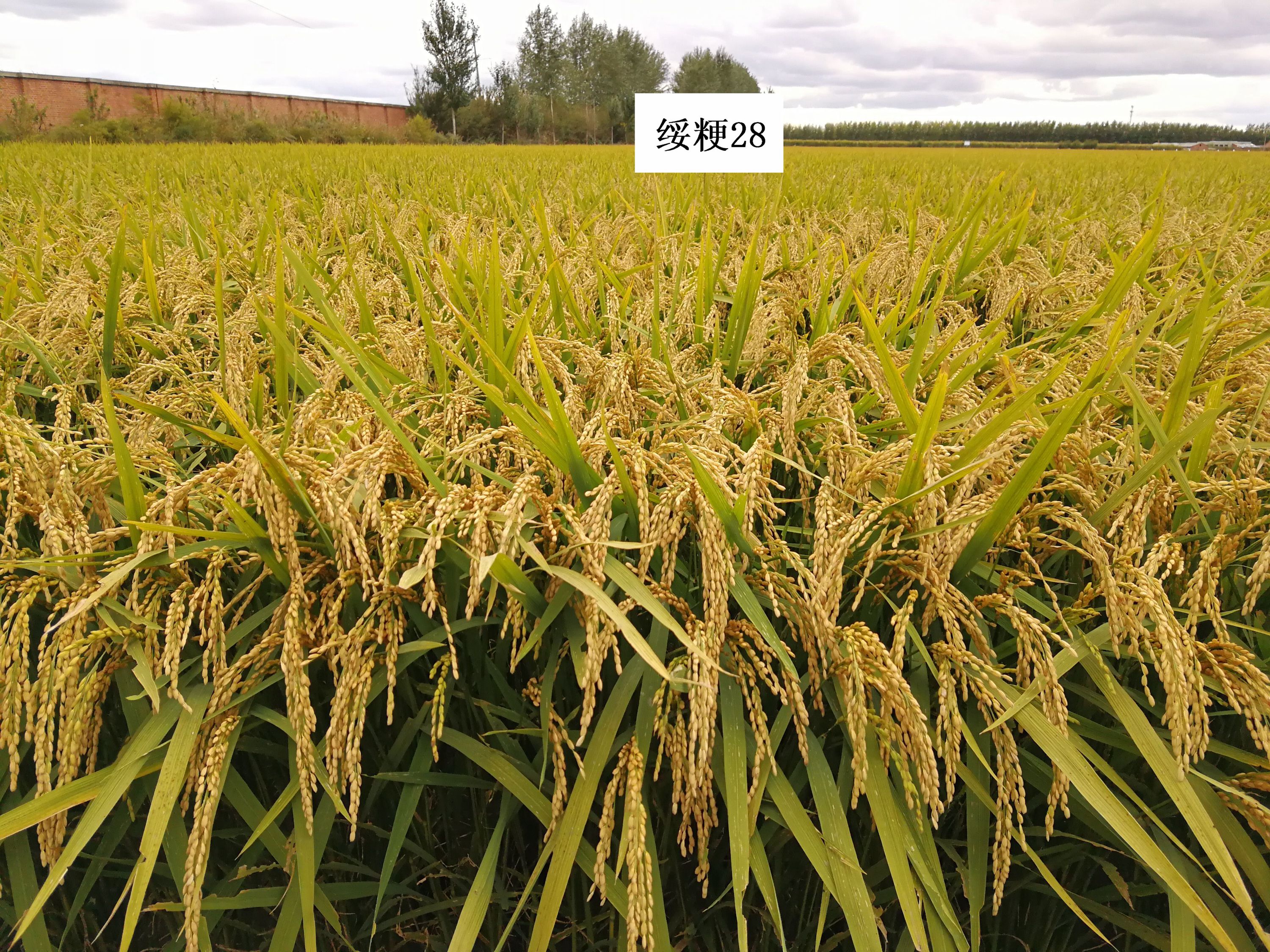 优质抗逆香型水稻新品种绥粳28