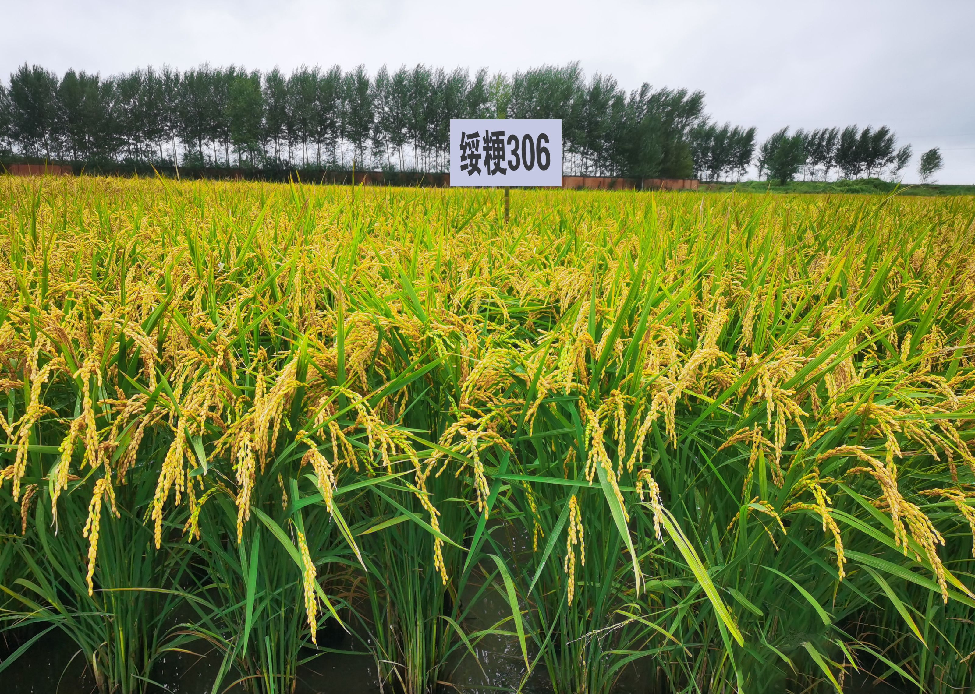 绥粳106水稻品种简介图片