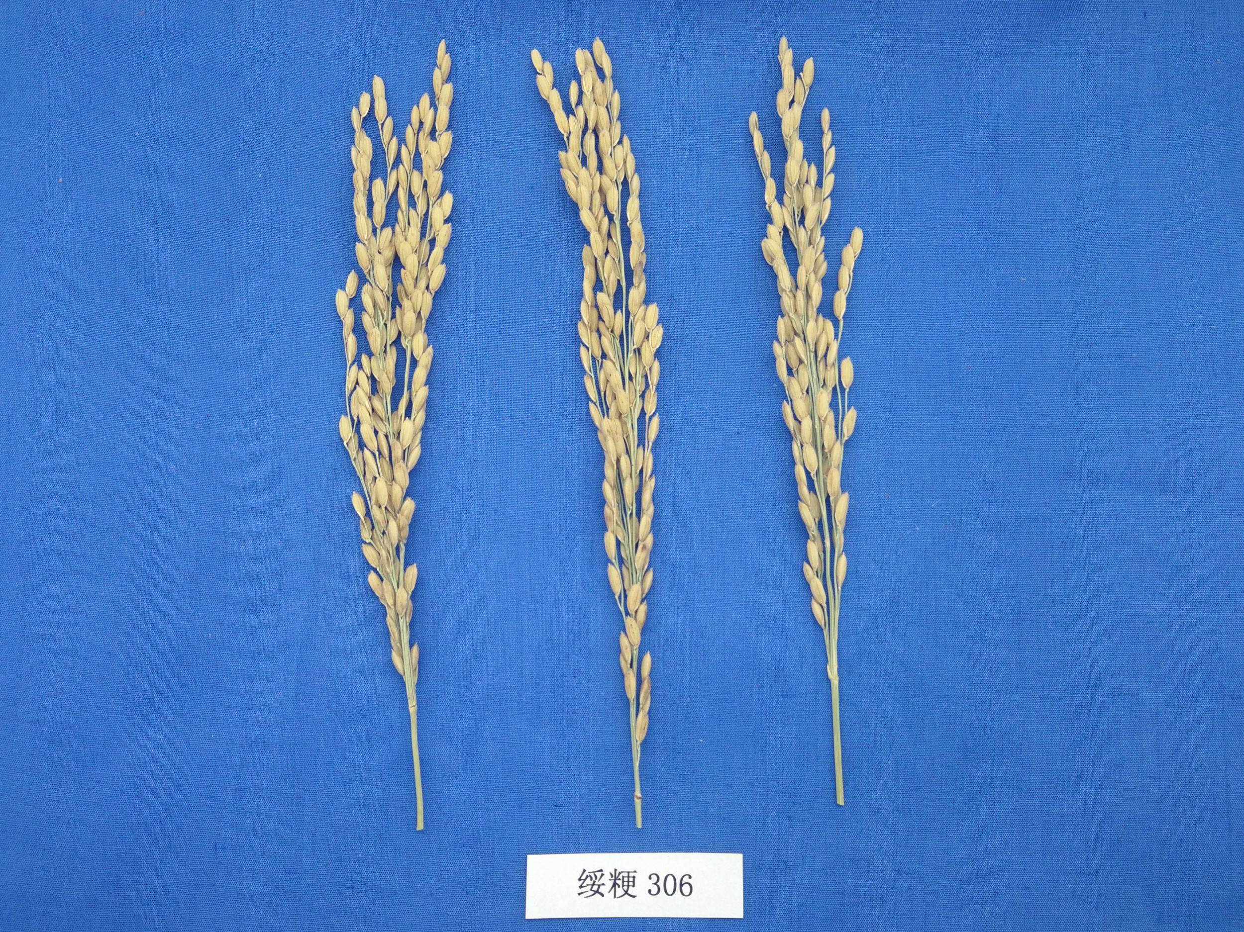 绥粳309水稻种子图片