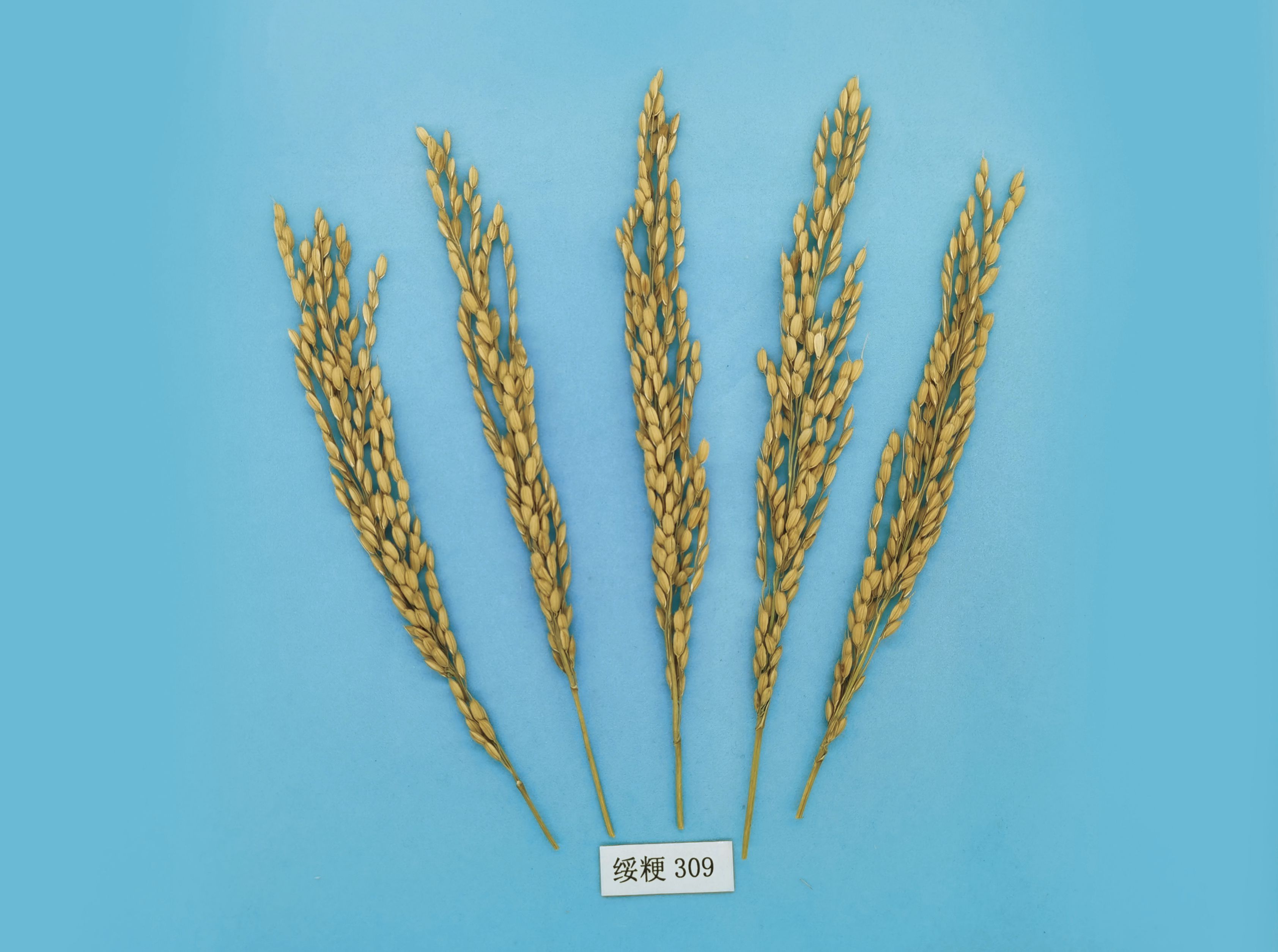 水稻品种绥粳309图片